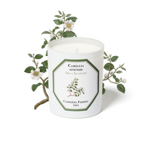 Load image into Gallery viewer, TEA PLANT CANDLE