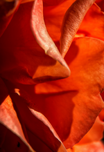 Load image into Gallery viewer, THE BIG BLOOM AMBIENT SCENT 250ML
