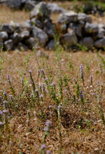 Load image into Gallery viewer, BENEATH AN ANCIENT TREE AMBIENT SCENT 250ML
