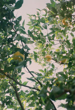 Load image into Gallery viewer, FOOLS PARADISE AMBIENT SCENT 250ML
